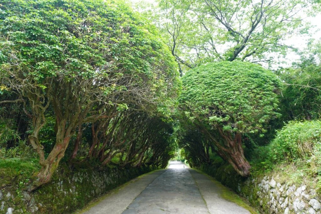 Tree-lined pathway forming a natural green tunnel in Onshi Hakone Park