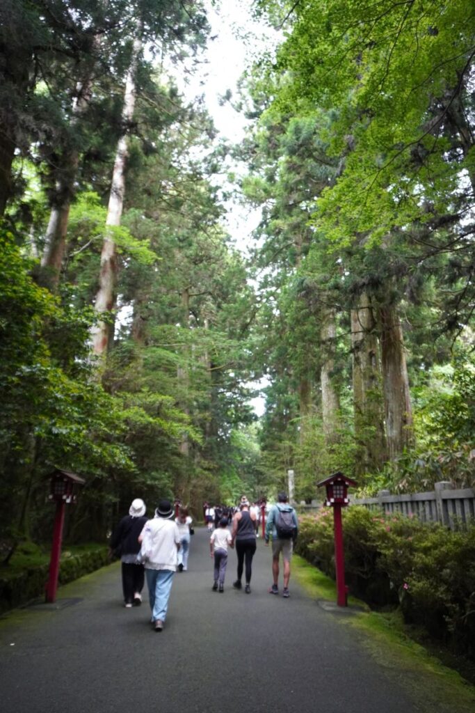 Cedar-lined approach leading through the forest to Hakone Shrine