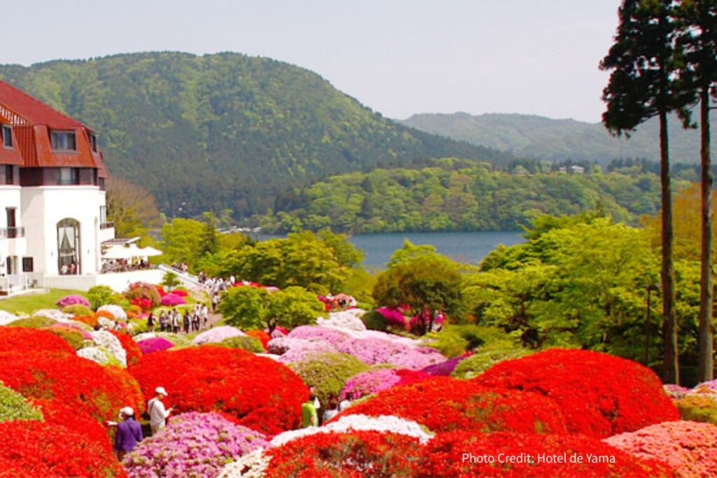 Azalea garden at Hotel de Yama in spring
