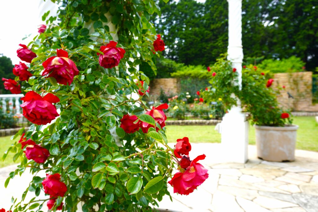 Red roses in the Hotel de Yama rose garden